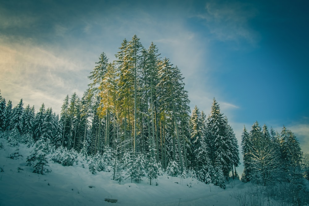 green pine trees on snow covered ground under blue sky during daytime