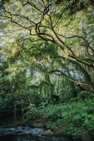 green trees on green grass field during daytime