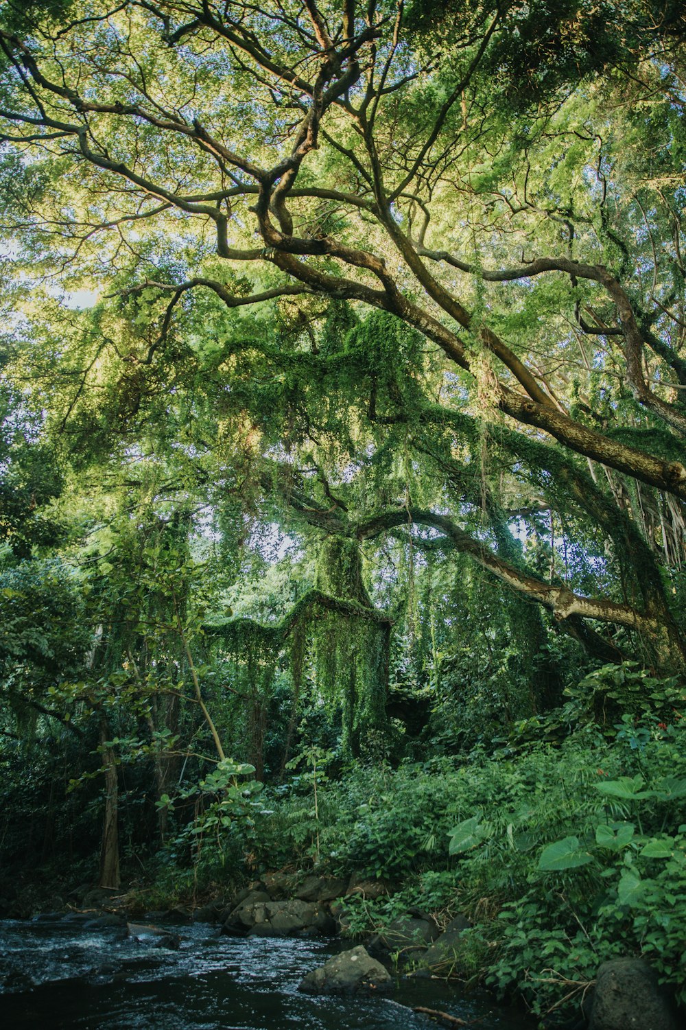 Mangalajodi Haunted Tree