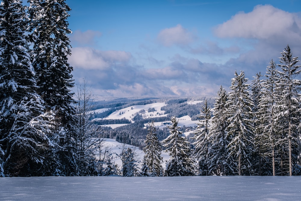 snow covered trees and mountains during daytime