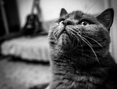 A close-up, black-and-white photograph of a cat with a thick fur coat and expressive eyes looking upward. In the blurred background, a guitar and a couch can be vaguely seen, adding a cozy indoor setting.
