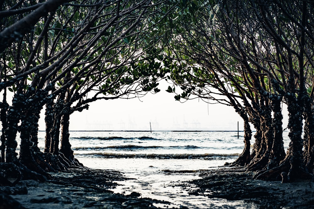 green tree near body of water during daytime