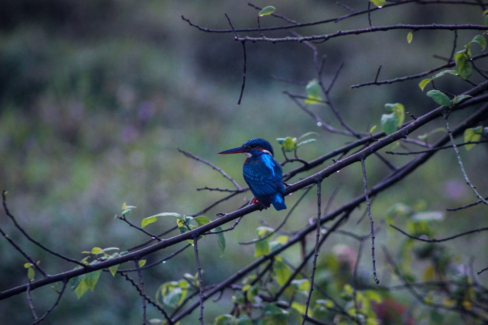 pássaro azul no galho da árvore durante o dia