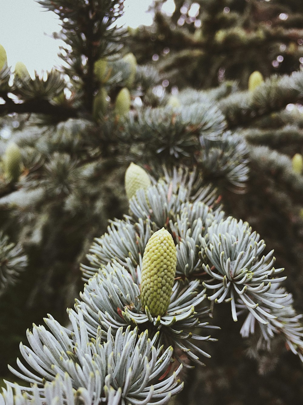 green and white flower bud in close up photography