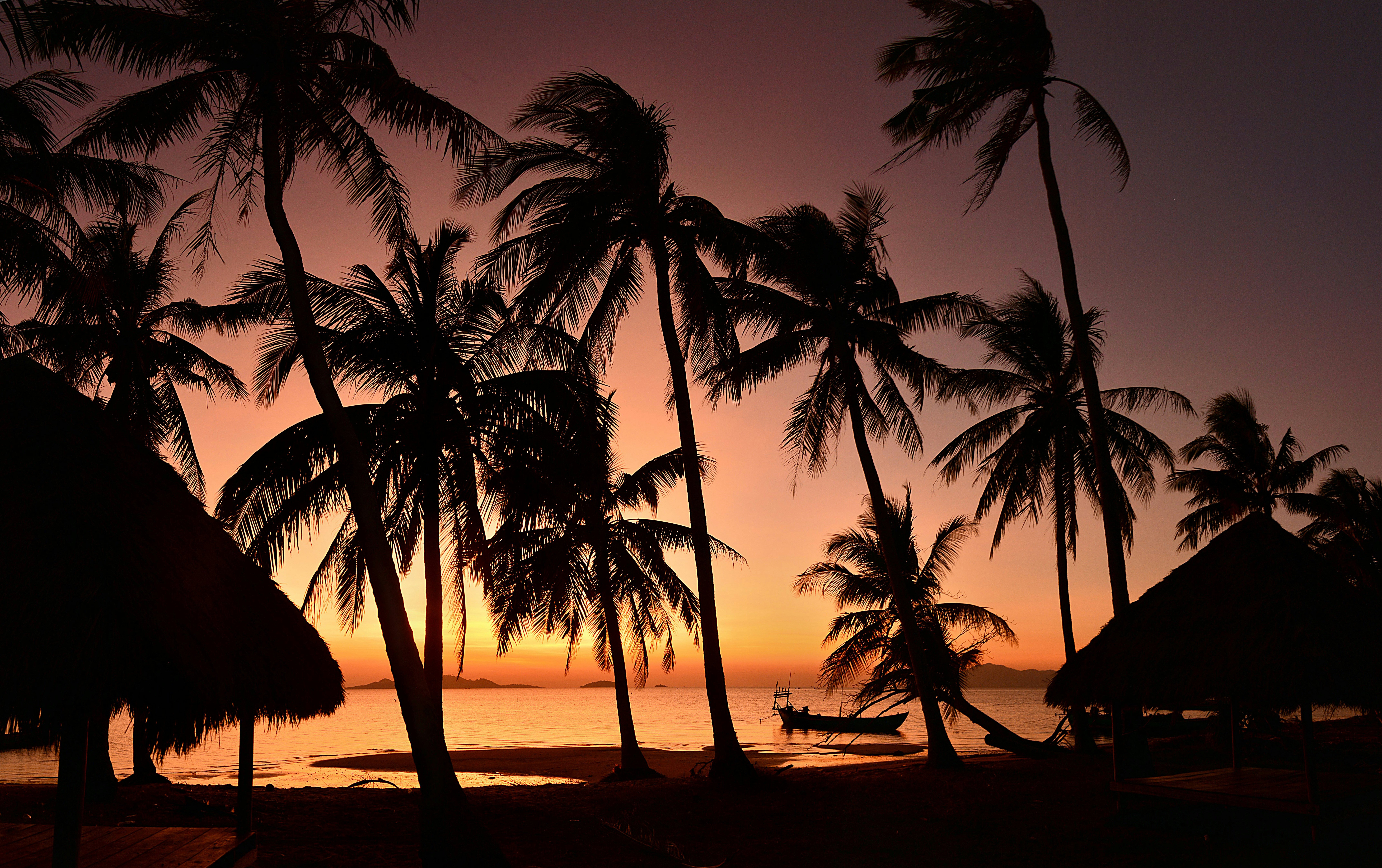 silhouette of coconut palm trees on beach during sunset