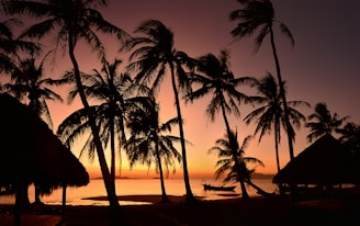silhouette of coconut palm trees on beach during sunset