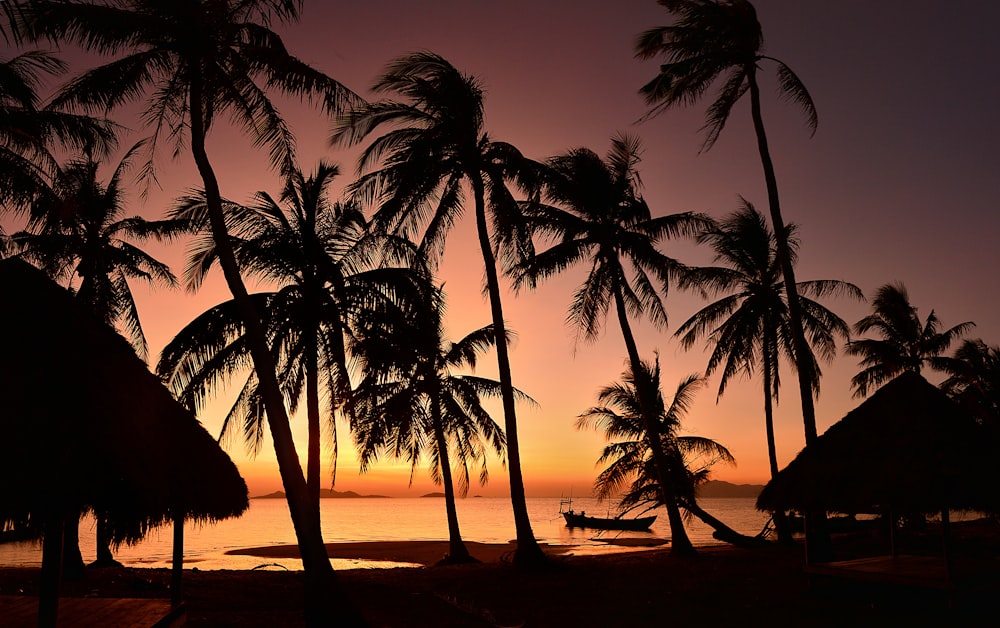 Silueta de cocoteros en la playa durante la puesta del sol