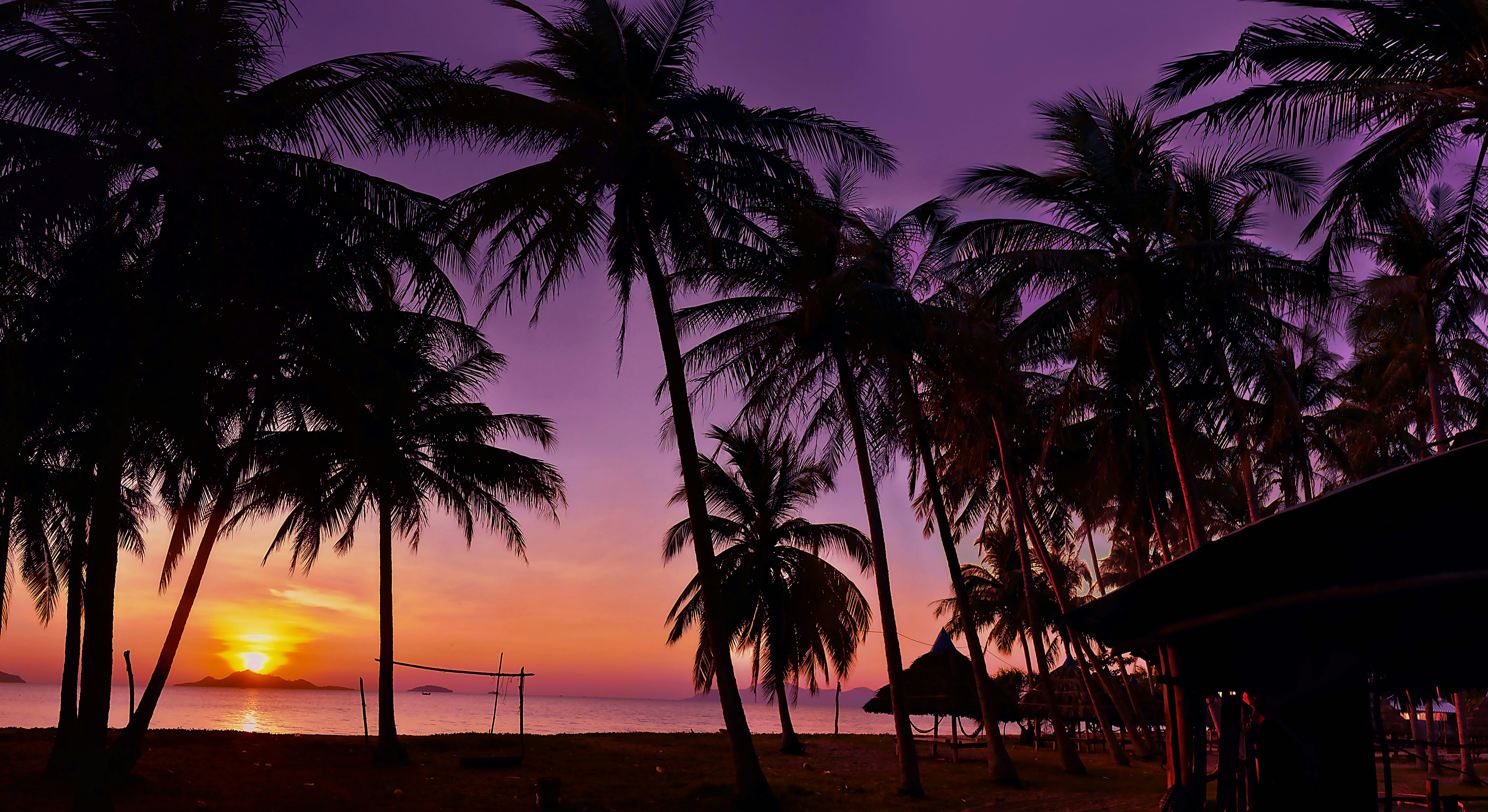 silhouette of palm trees during sunset, 