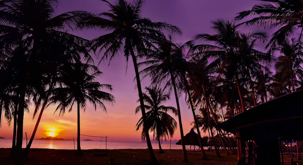 silhouette of palm trees during sunset