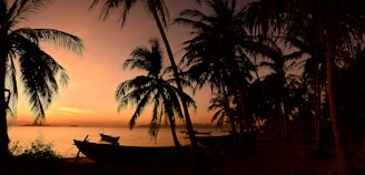 silhouette of palm trees near body of water during sunset