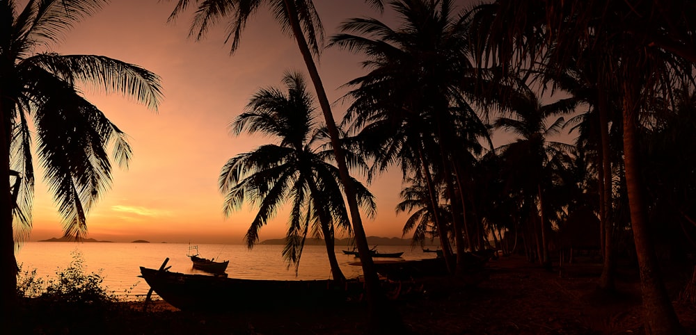 silhouette of palm trees near body of water during sunset