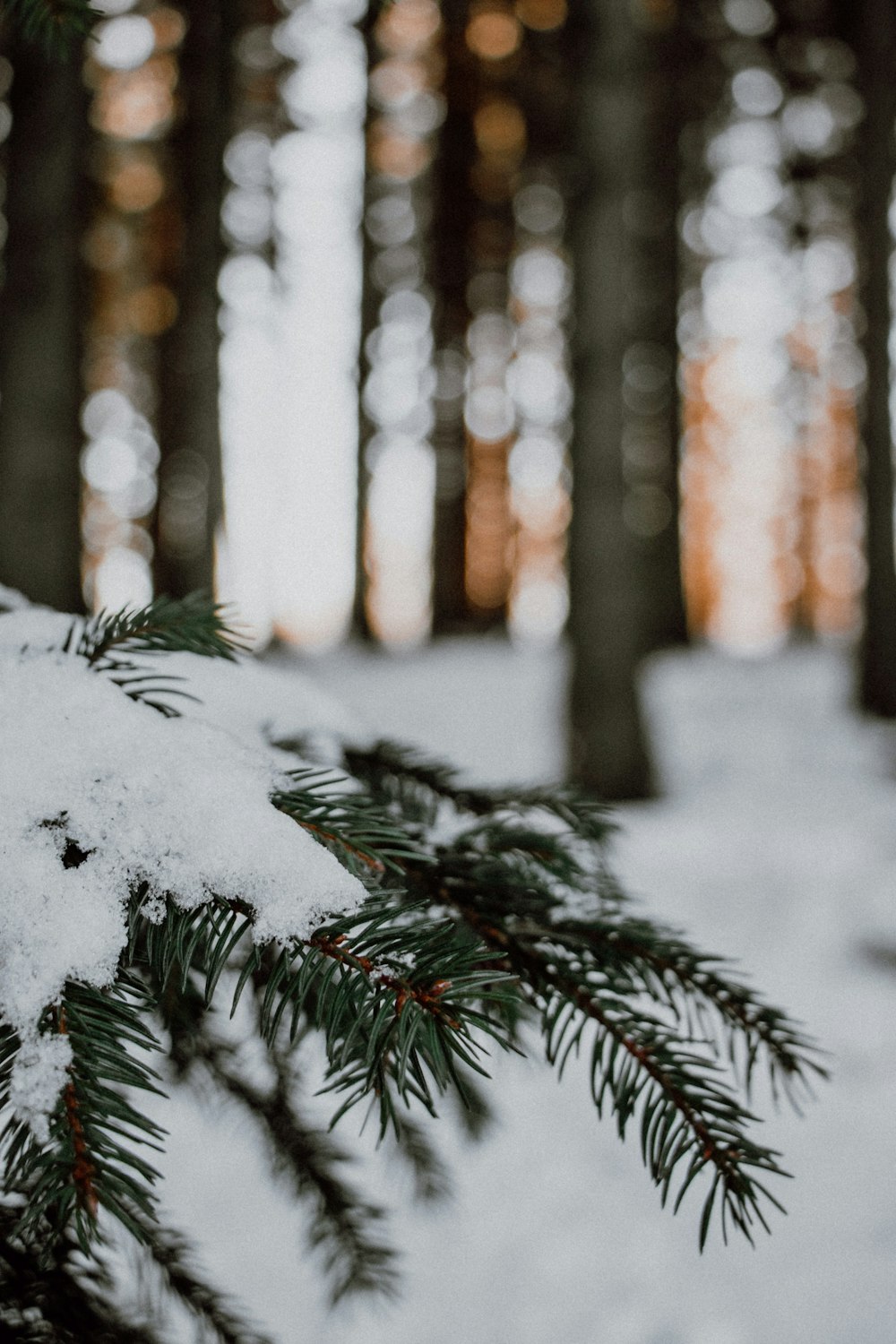 pinheiro coberto de neve durante o dia