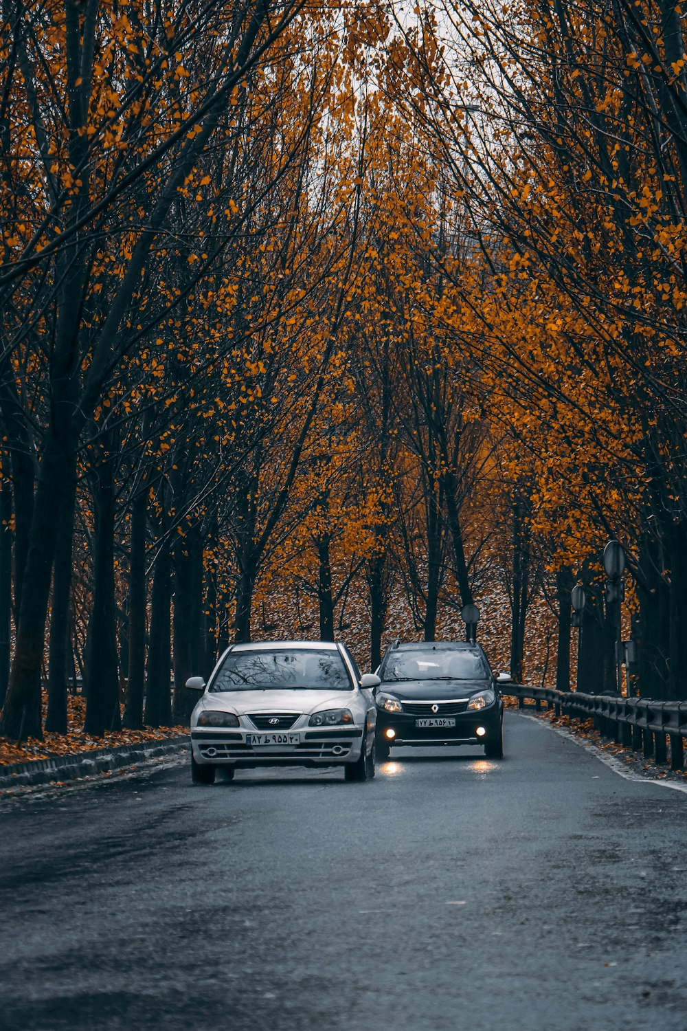 昼間、木々の間の道路を走る白い車