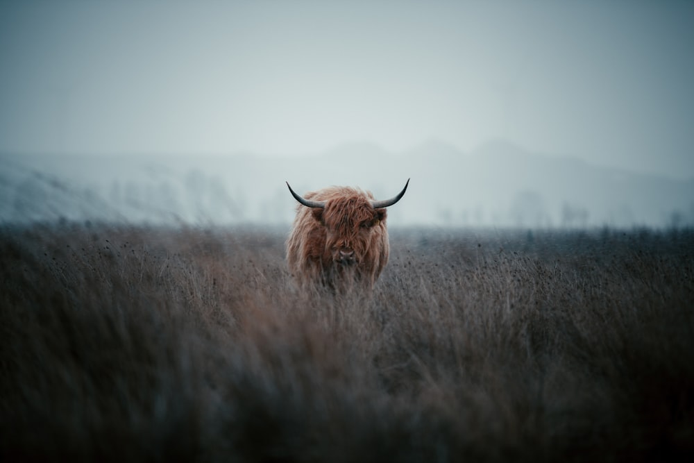 animale marrone sul campo di erba marrone durante il giorno