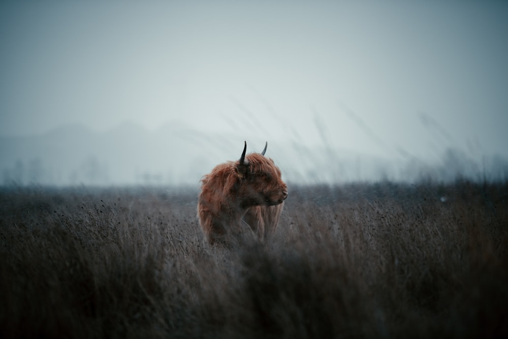 brown animal on brown grass field during daytime