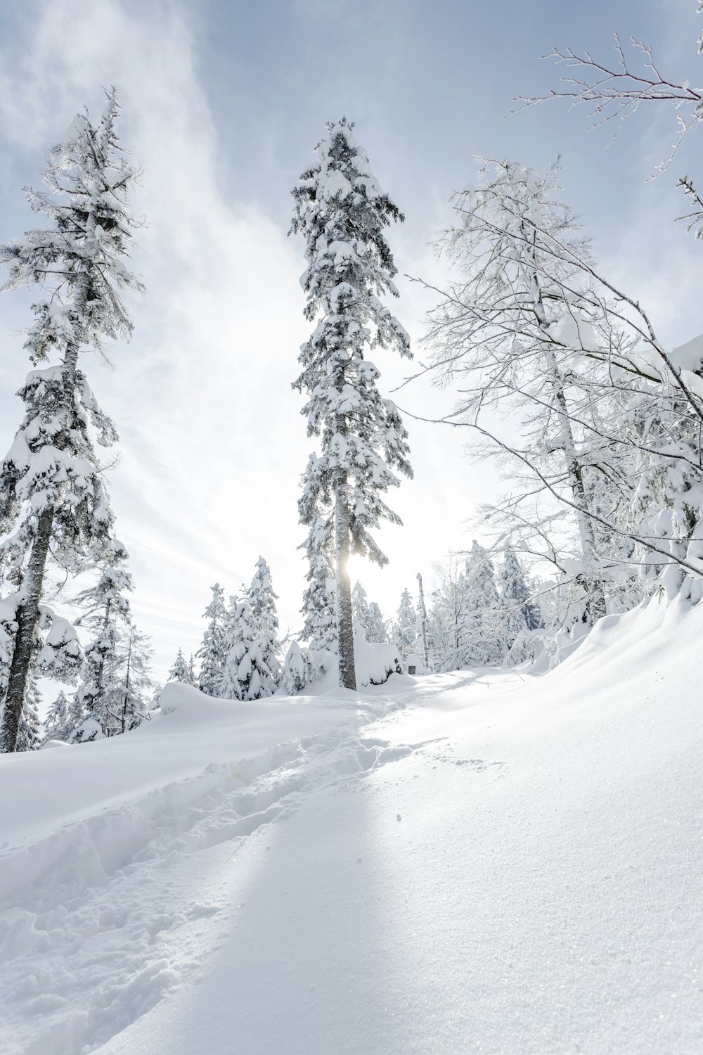 snow covered trees during daytime