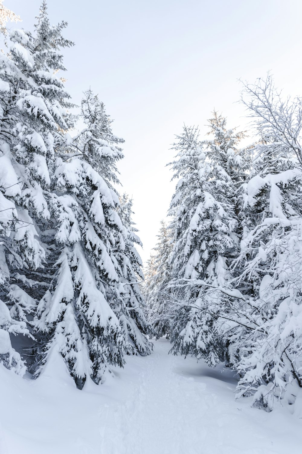 snow covered trees during daytime