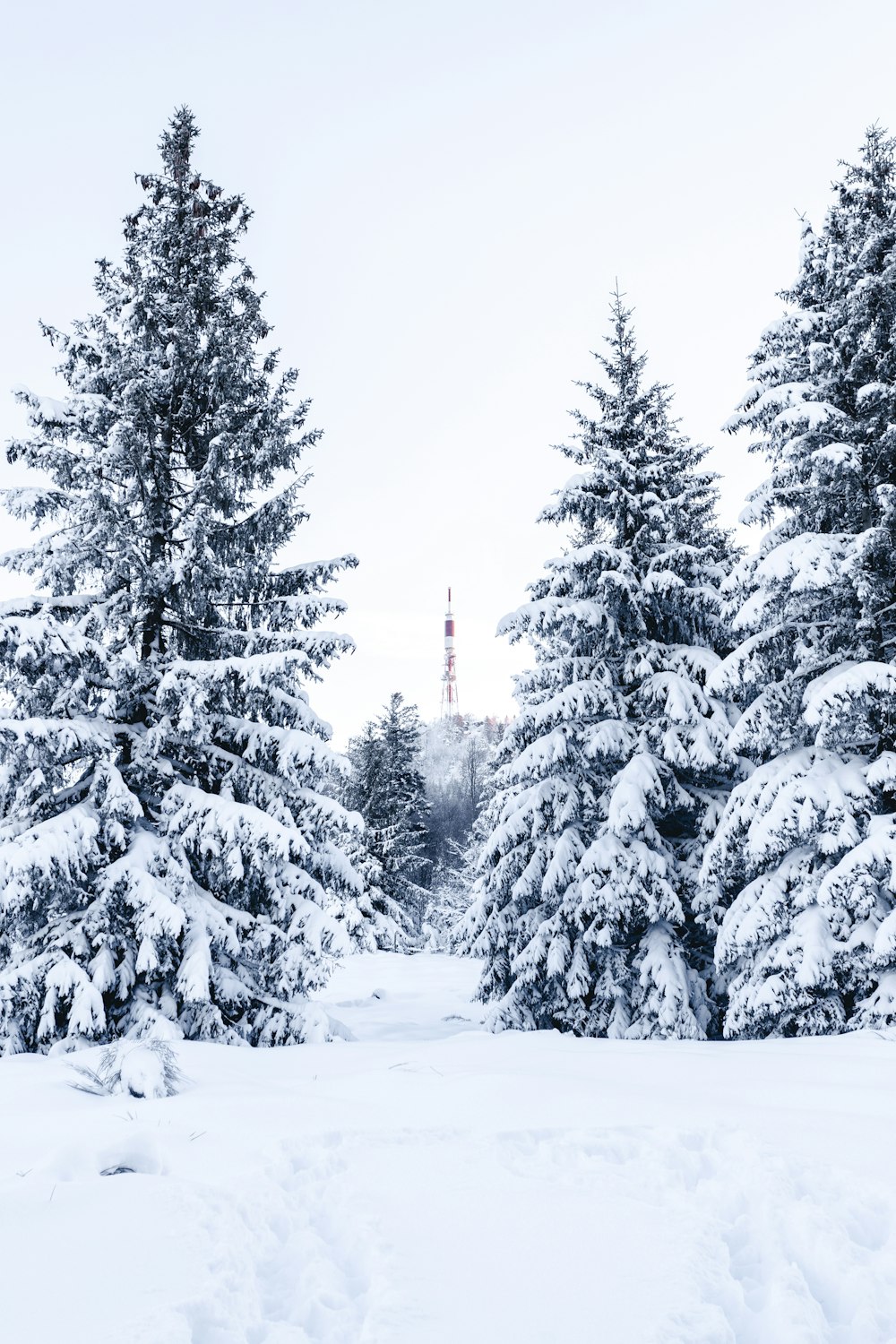 snow covered pine trees during daytime