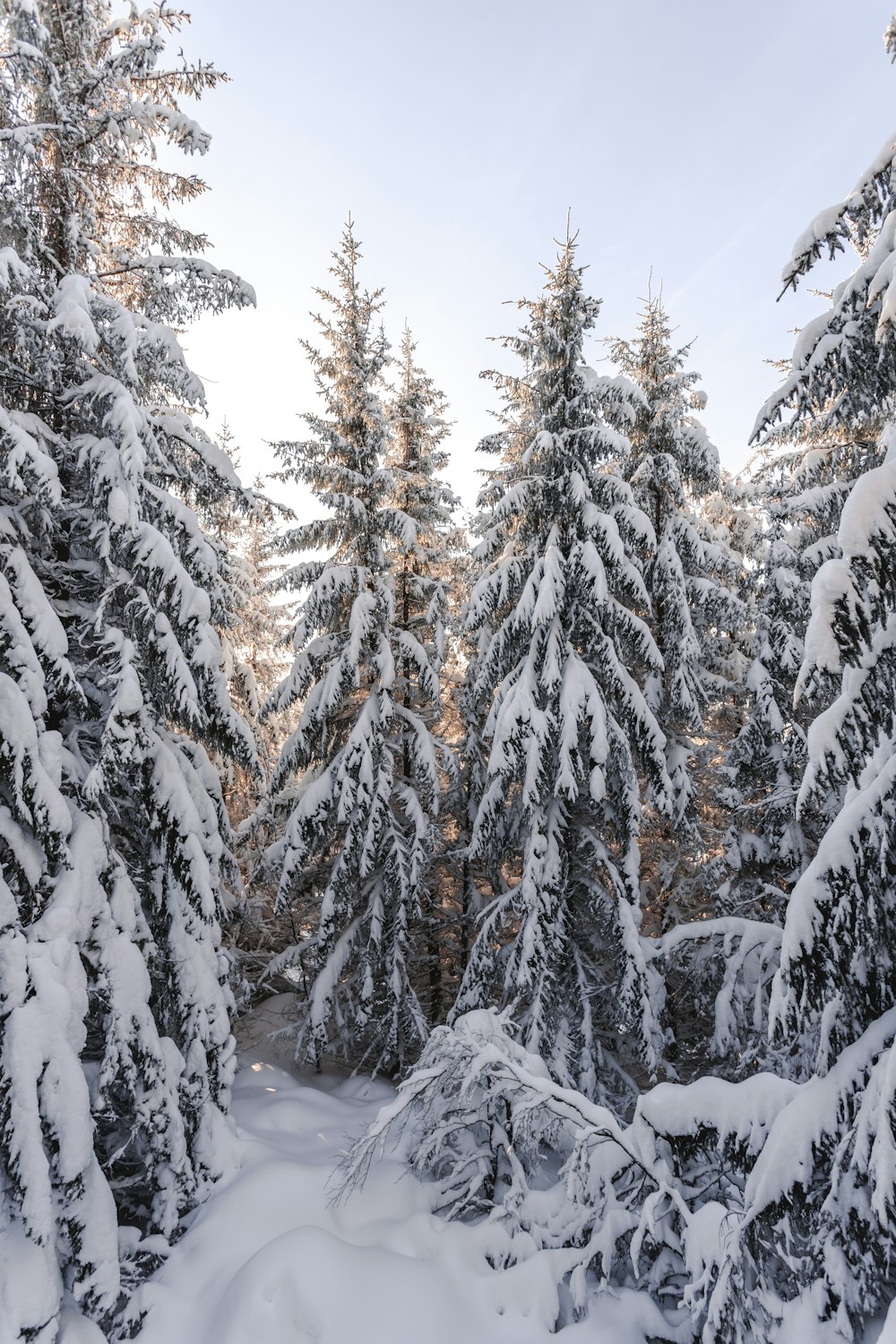 snow covered pine trees during daytime