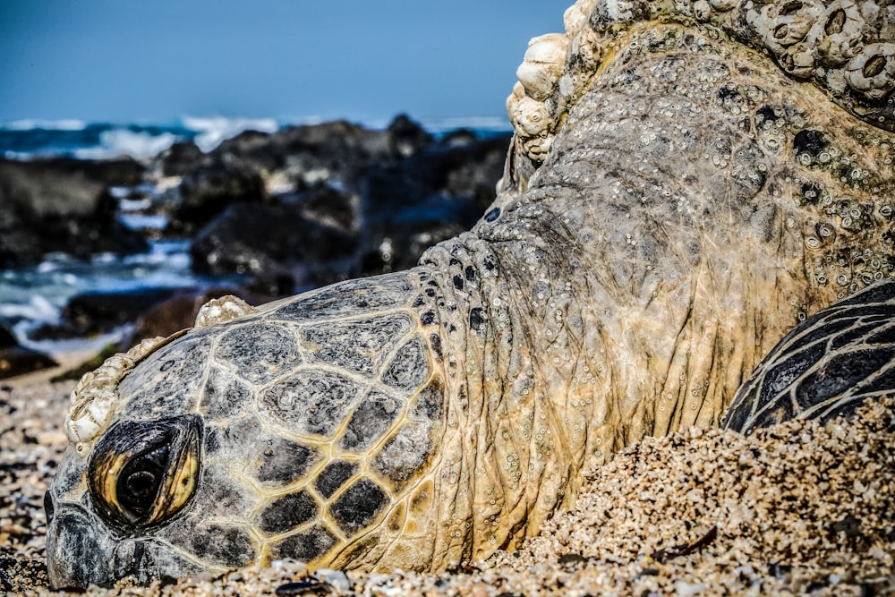 brown and black turtle on brown sand during daytime