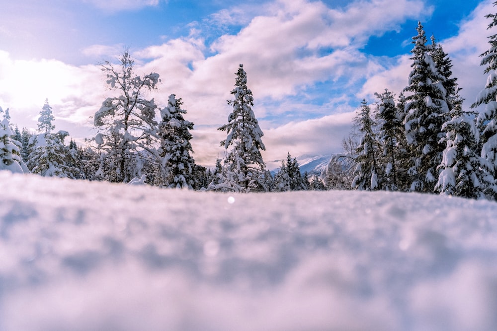 snow covered pine trees under cloudy sky during daytime