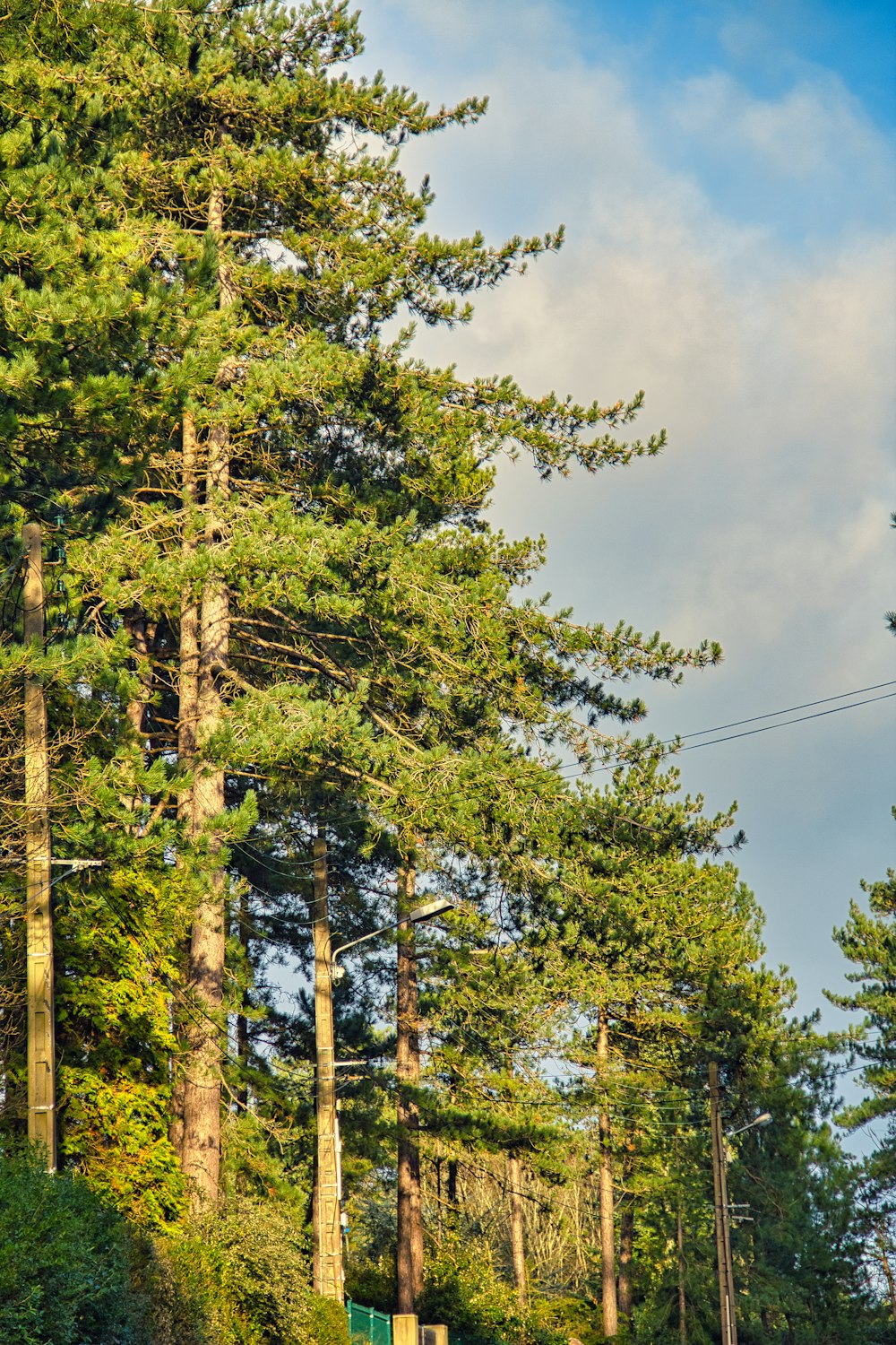 green trees under blue sky during daytime