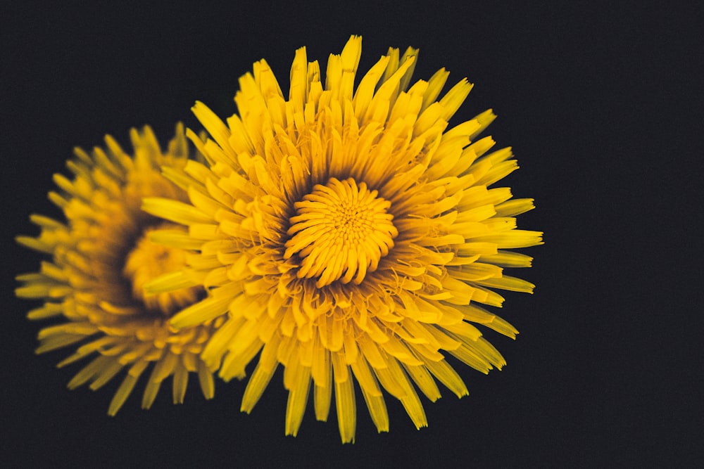 yellow dandelion in black background