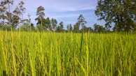 A panoramic view of rice fields in Chhattisgarh under a clear blue sky.