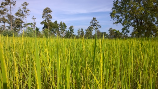 A lush green field of rice plants stretches towards the horizon, with tall trees lining the background under a clear blue sky.