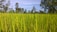 A farmer inspecting rice plants in a lush green field under a clear blue sky.