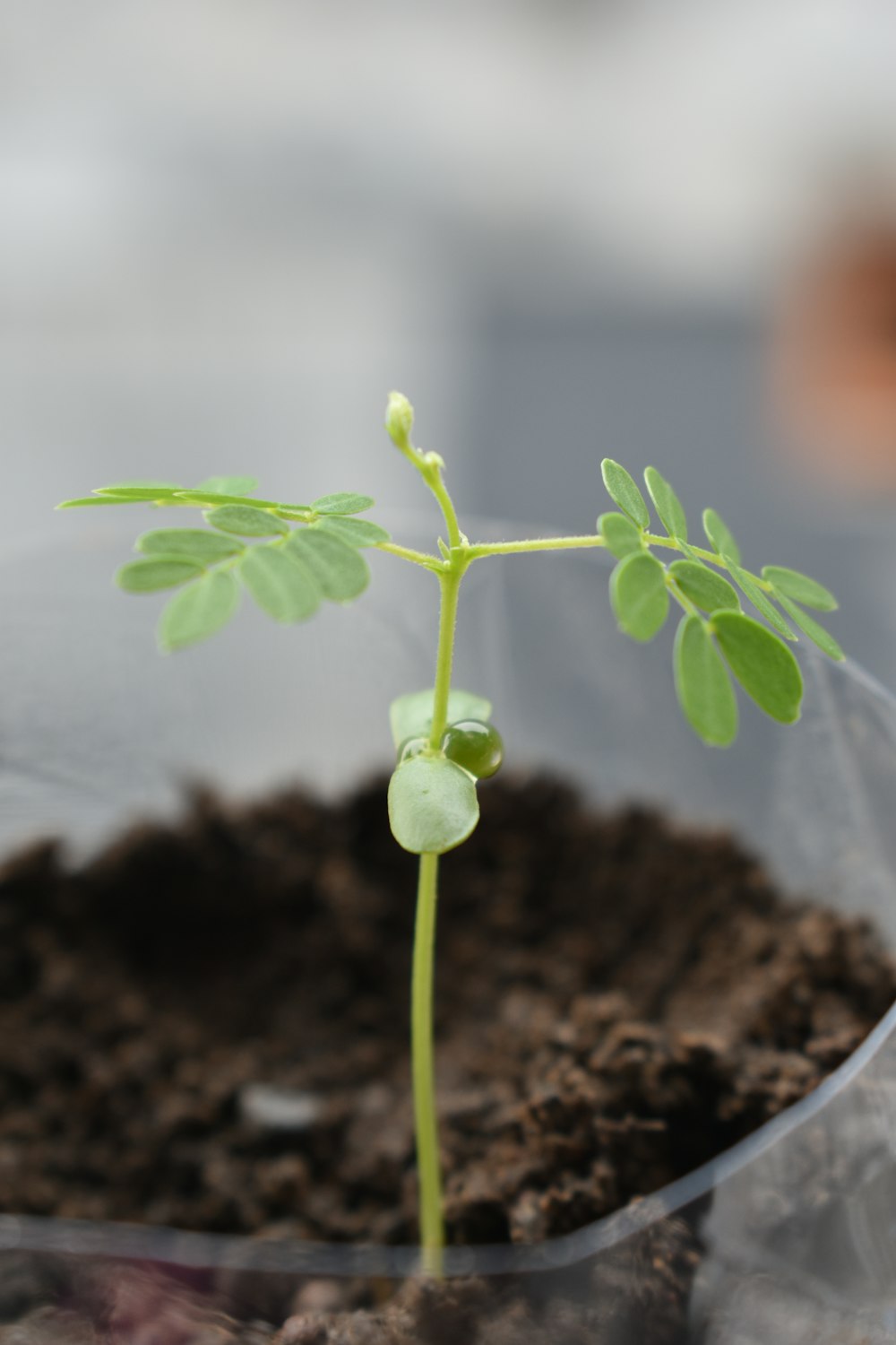 green plant in brown soil