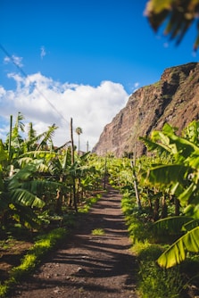 green plants on brown wooden pathway