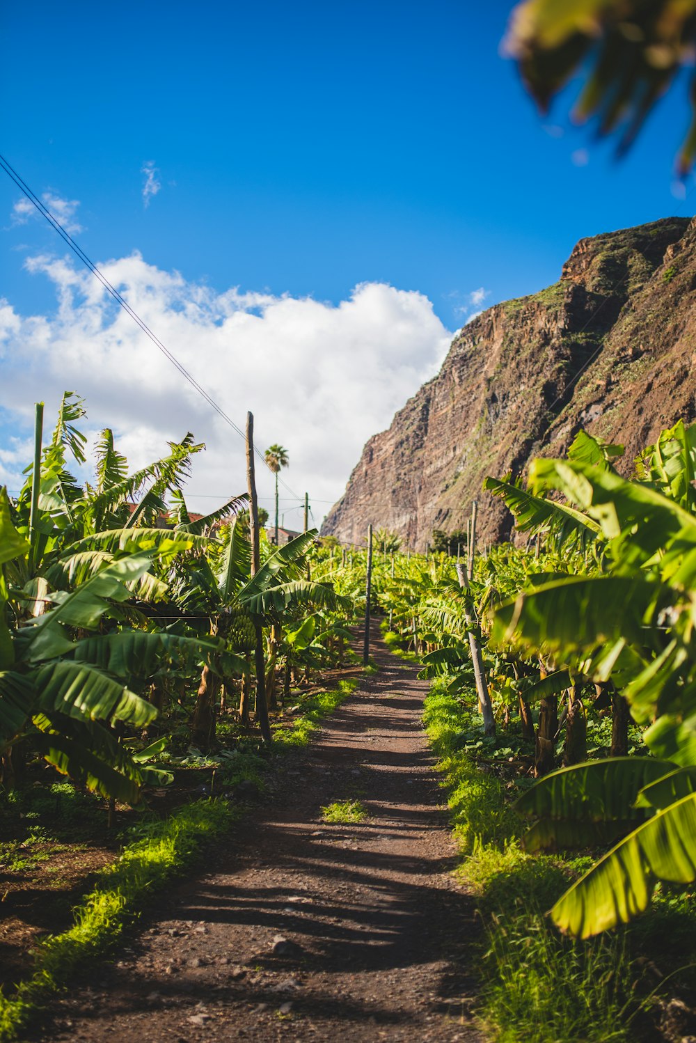 green plants on brown wooden pathway