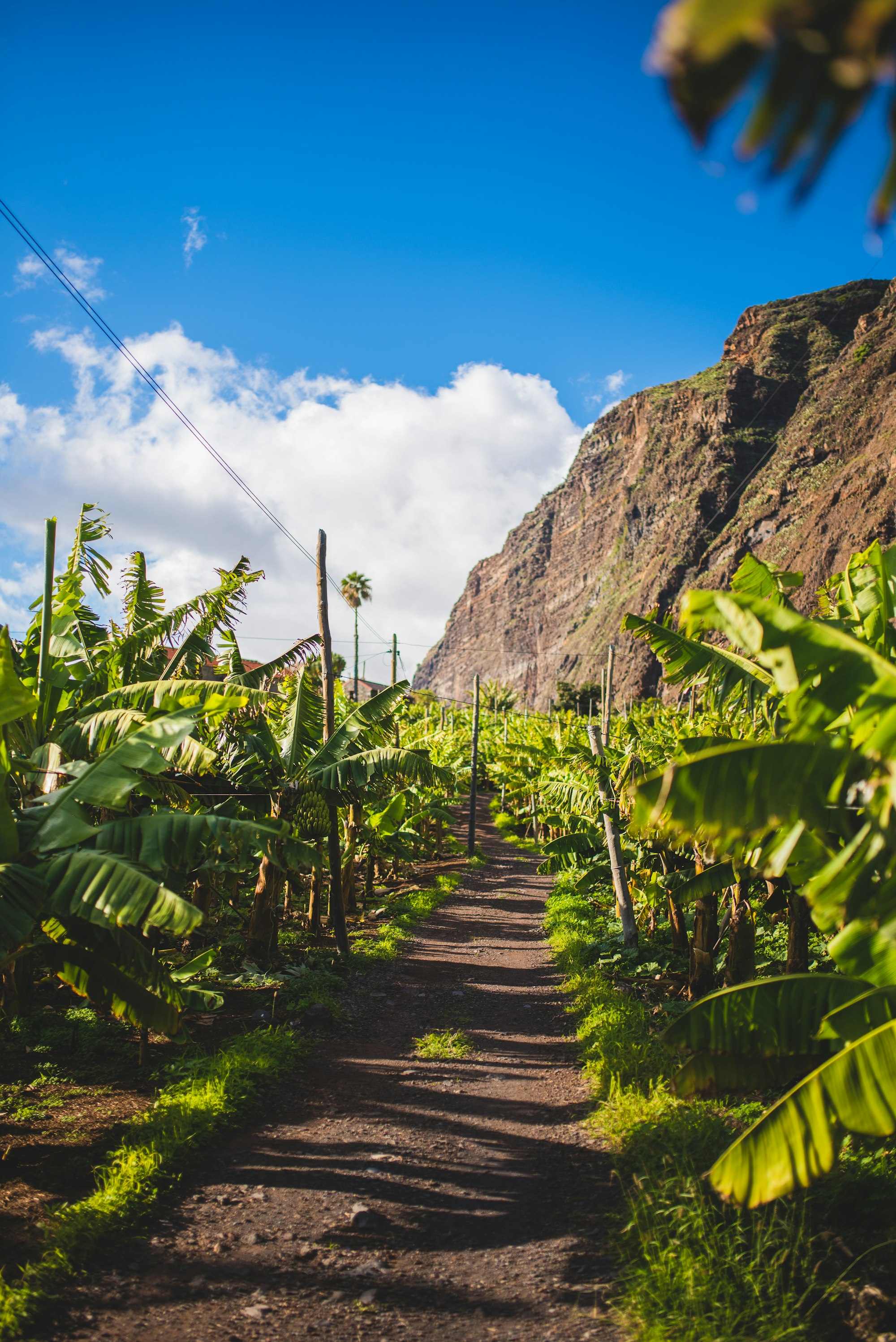 Banana trees in Madeira island