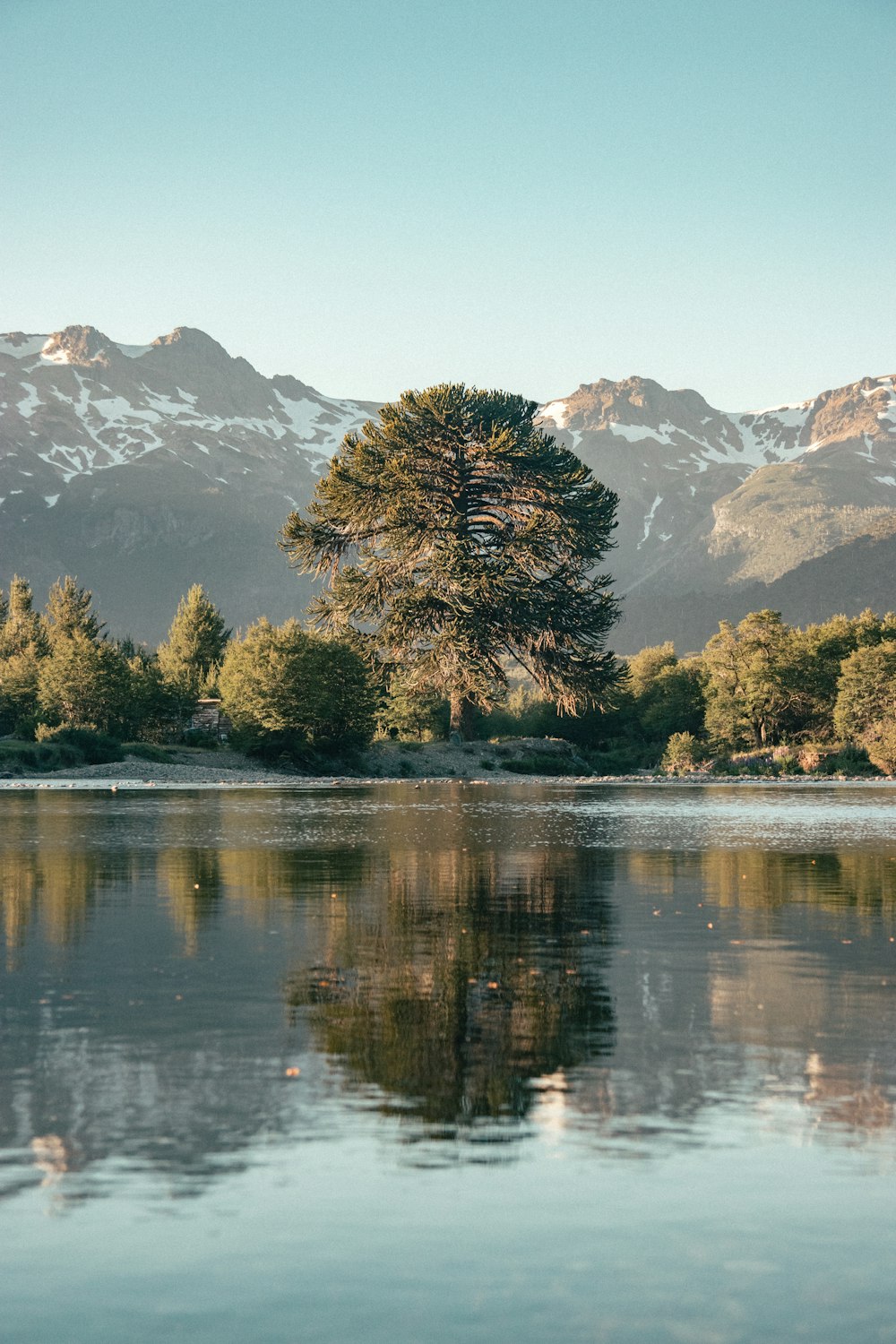 Grüne Bäume in der Nähe von See und Bergkette