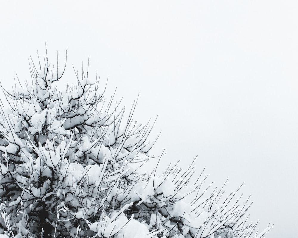 white snow covered tree during daytime