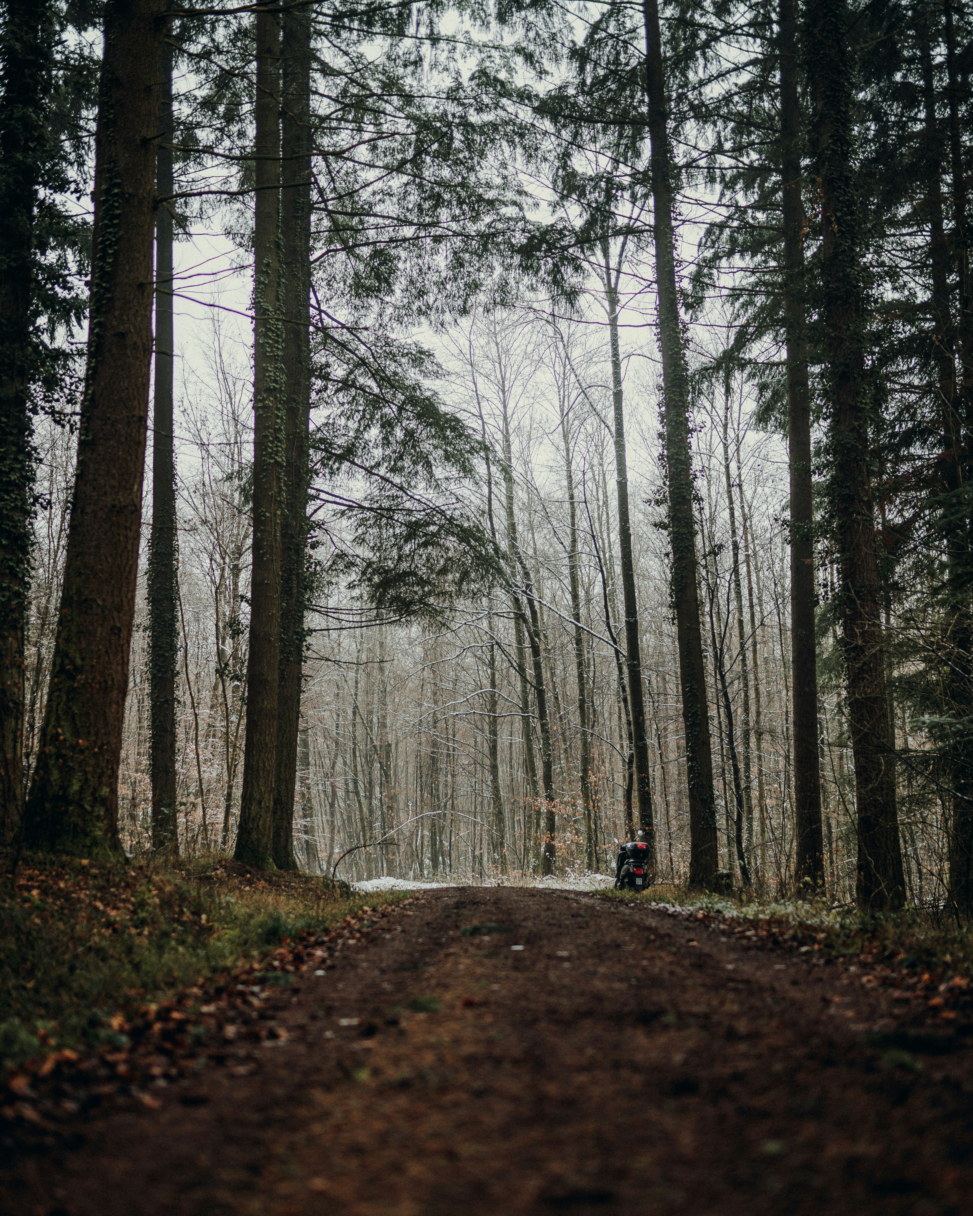 person in black jacket walking on pathway between bare trees during daytime