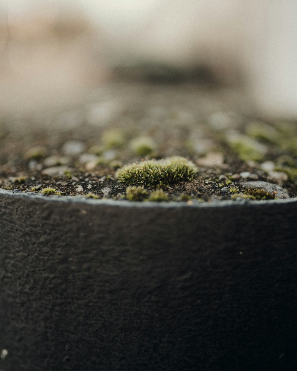 黒土に緑と白の植物