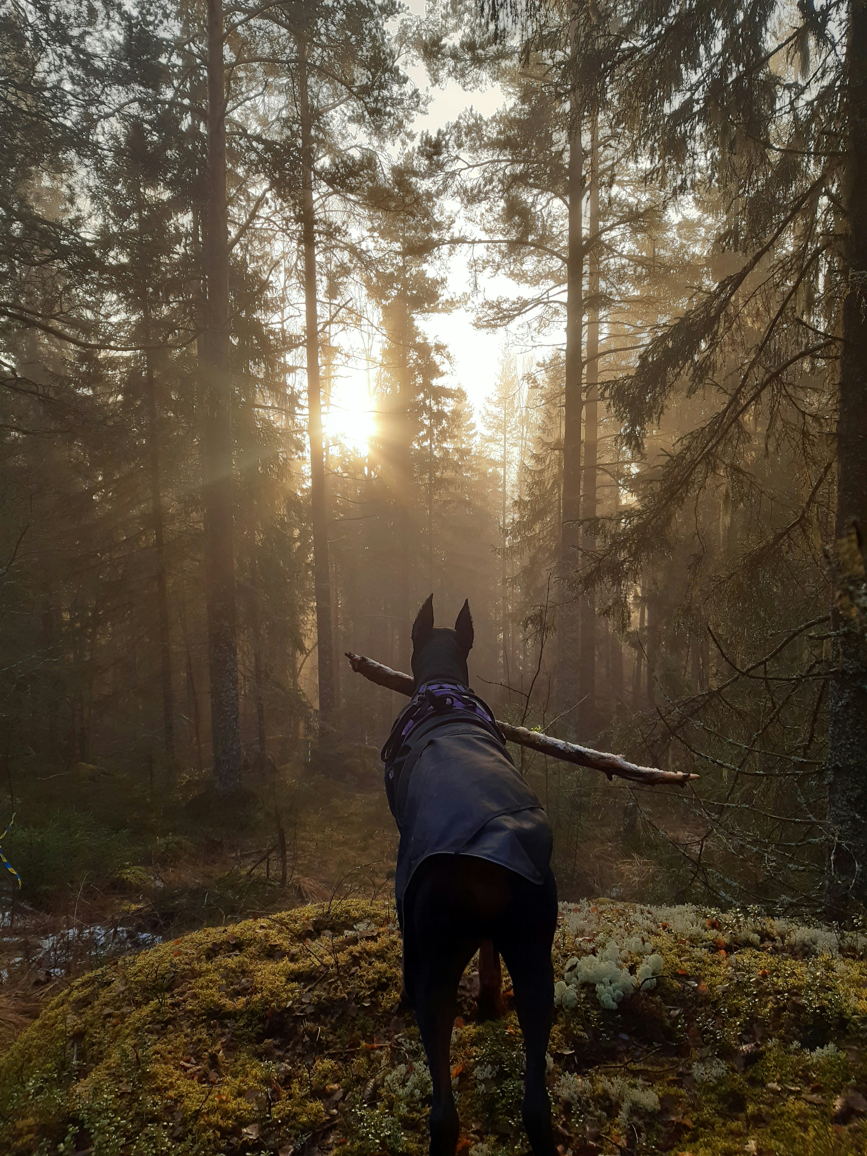Västernorrland