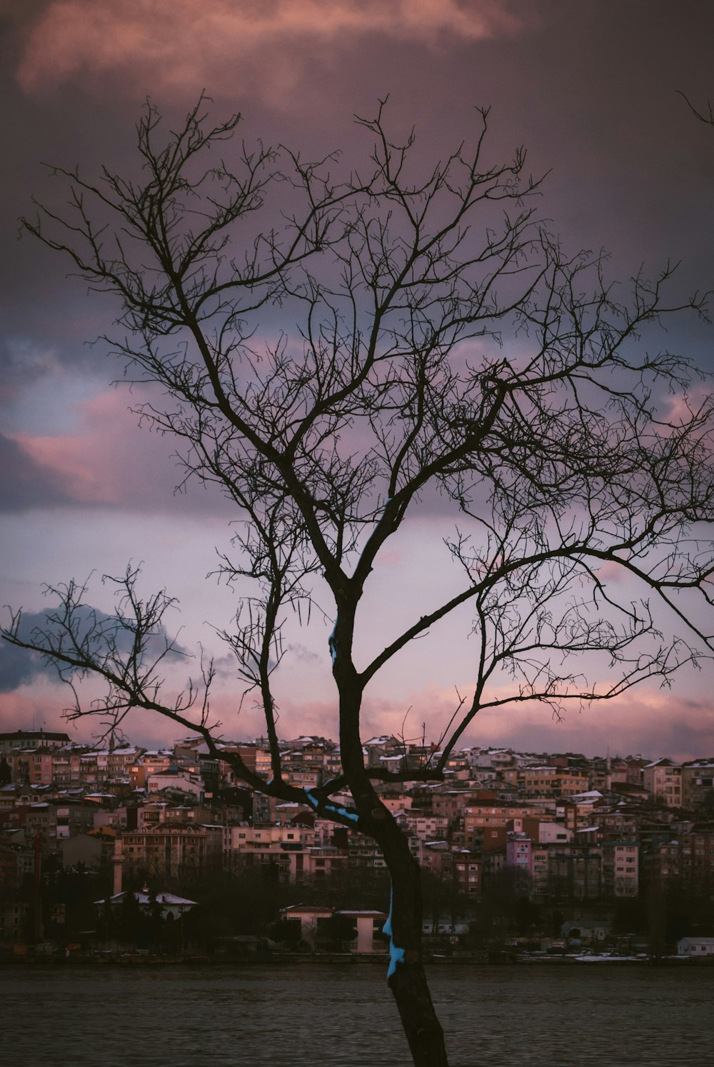 bare tree near city buildings under cloudy sky during daytime