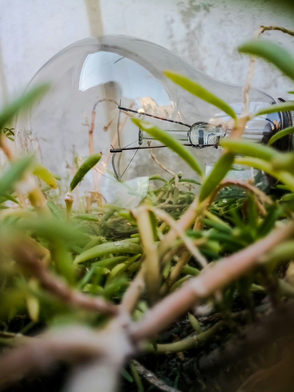 green and brown plant on white plastic container