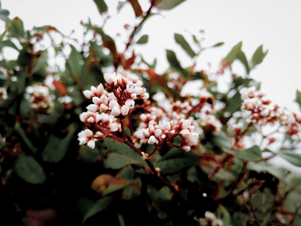 pink and white flowers in tilt shift lens