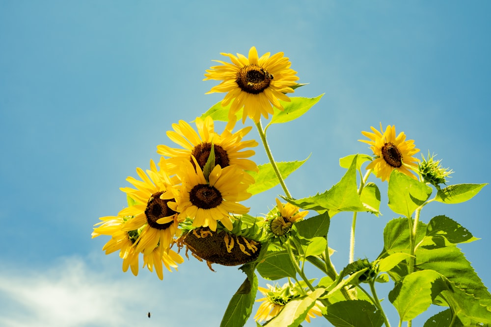 yellow sunflower under blue sky during daytime