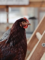 A close-up of a brown chicken with a vivid red comb and wattle. The chicken's feathers are glossy and dark, showing intricate textures. It is positioned to the side with its eye sharply focused.