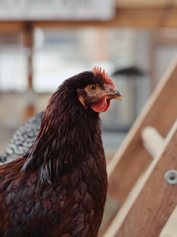 Close-up of a Hatch Grey gamefowl poised aggressively, muscles tense and eyes sharp.