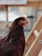 A close-up of a young game fowl chick with bright eyes and sleek feathers.