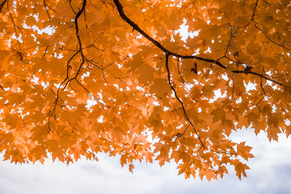 brown leaves on tree branch during daytime