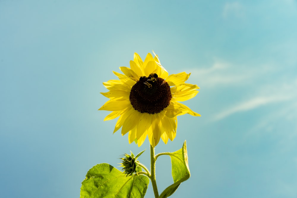 yellow sunflower under blue sky during daytime