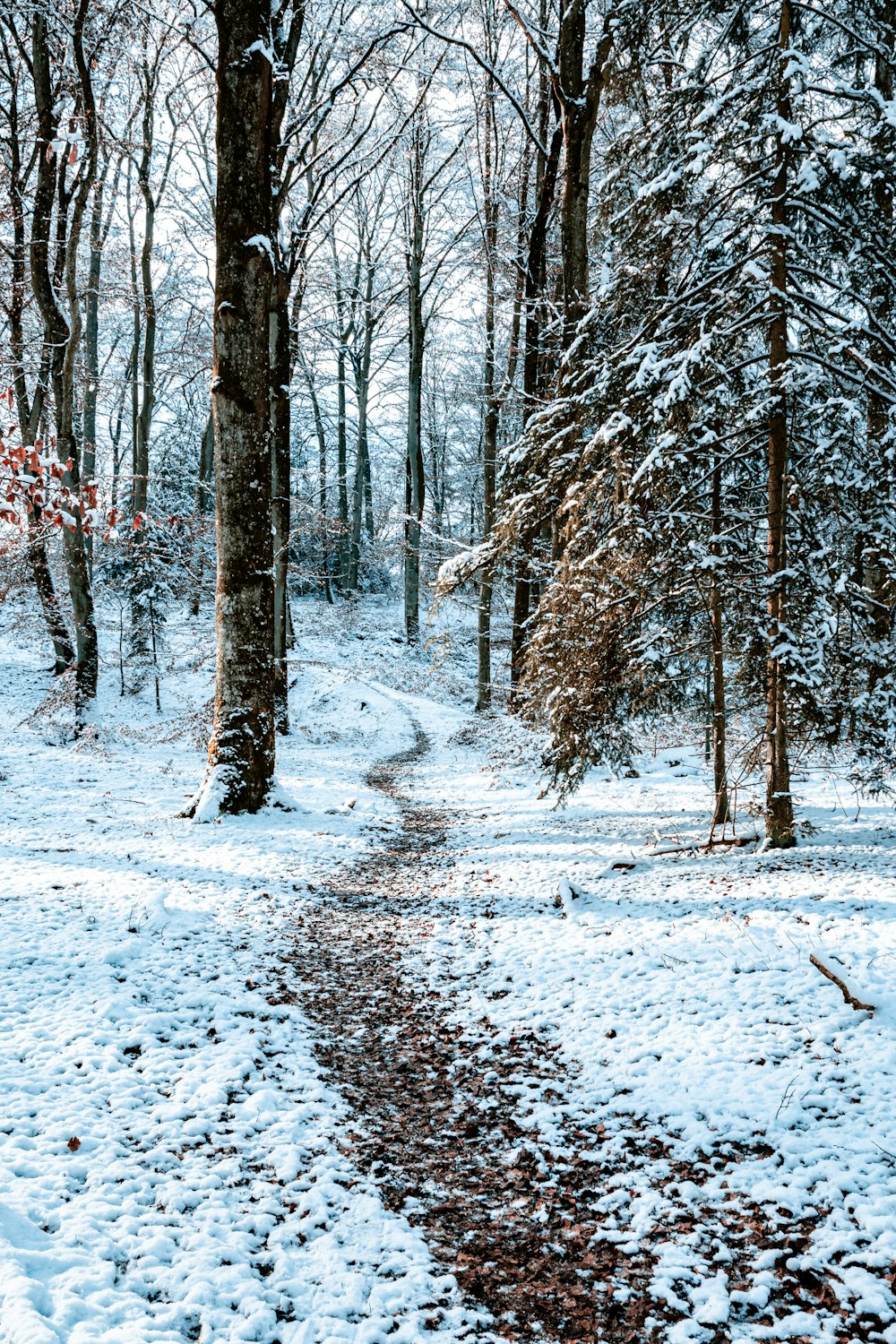 sentier enneigé entre les arbres dénudés pendant la journée