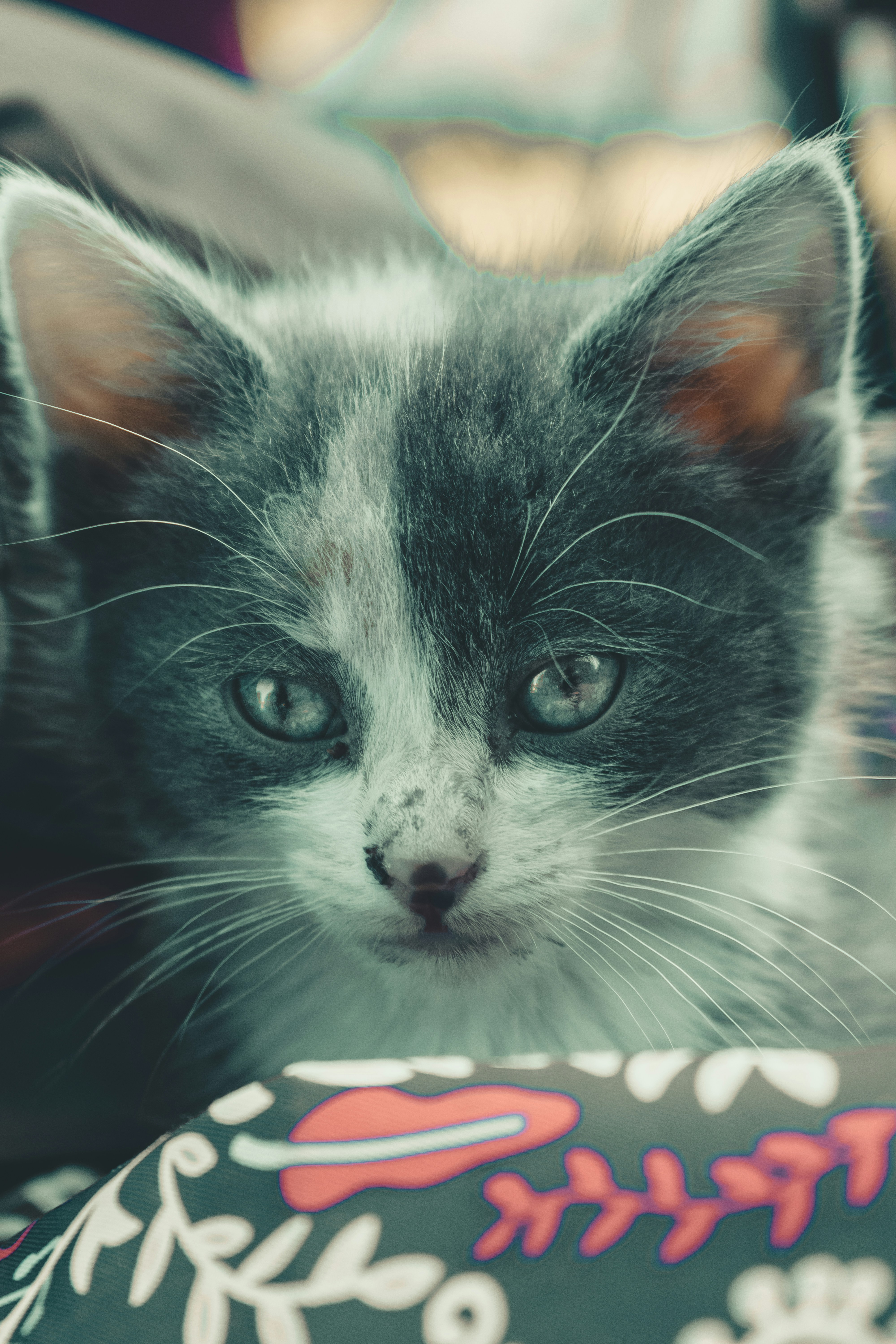 Photo by williamsiann